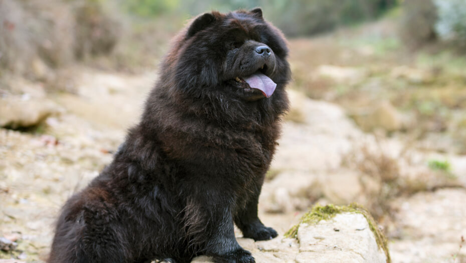 A black outlet chow chow